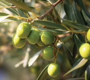 Close-up of Arbequina olive branch showing clusters of green olives and silvery-gray leaves with soft sunlit background