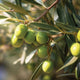 Close-up of Arbequina olive branch showing clusters of green olives and silvery-gray leaves with soft sunlit background