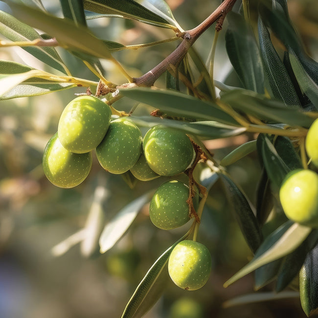 Close-up of Arbequina olive branch showing clusters of green olives and silvery-gray leaves with soft sunlit background