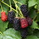 Close-up of Sweet‑Ark Immaculate blackberry showing ripe blackberries and red unripe berries on green leaves