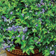 TOP HAT-BLUEBERRY