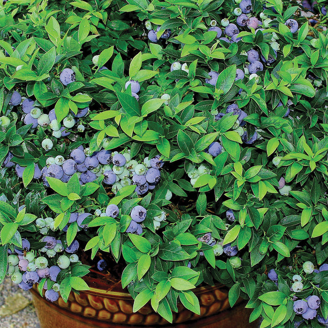 TOP HAT-BLUEBERRY