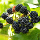 Prime-Ark® 45 Blackberry Plant