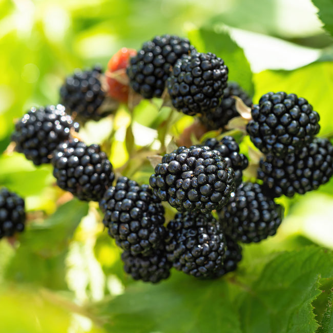 Prime-Ark® 45 Blackberry Plant