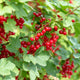 Close-up of Cherry Red currant shrub showcasing clusters of bright red berries and lobed green leaves