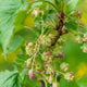 Close-up of Cherry Red currant branch with clusters of green buds and pink-tinged blossoms against blurred green leaves
