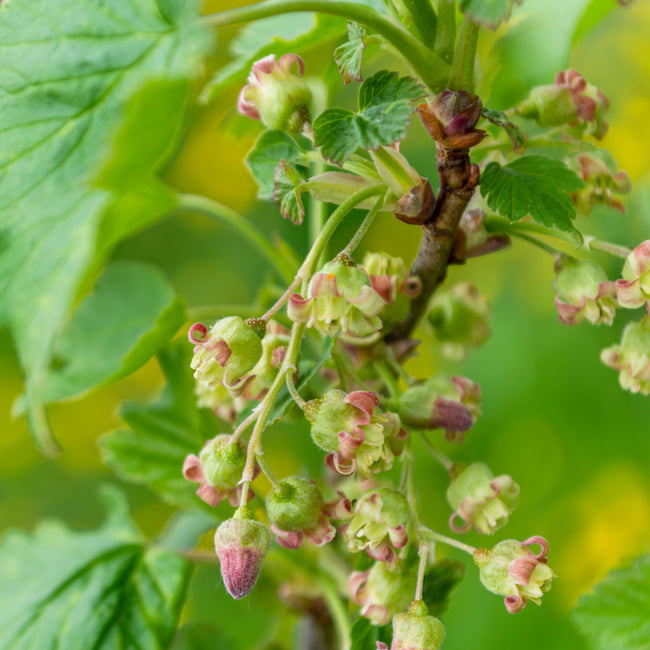 Close-up of Cherry Red currant branch with clusters of green buds and pink-tinged blossoms against blurred green leaves