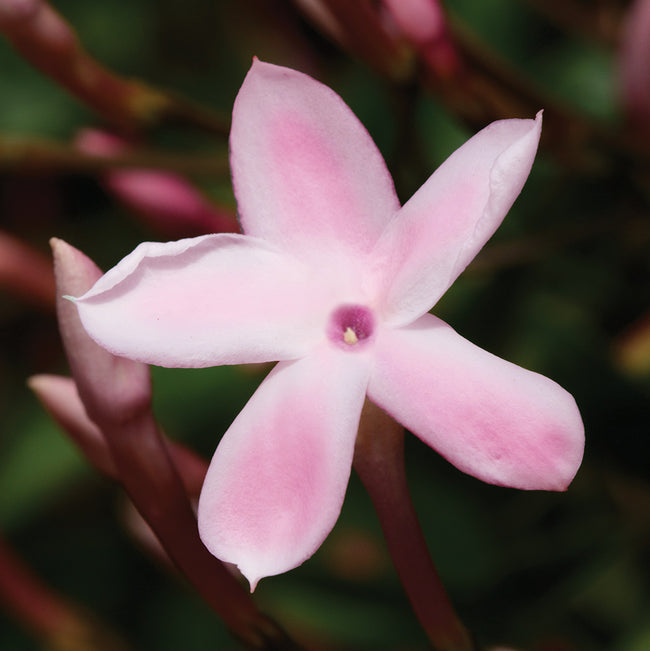 Close-up of Pink jasmine flower showing five pale pink petals and a small yellow center against a blurred green background