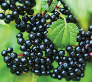 Close-up of elderberry branch showcasing clusters of ripe dark purple berries with green leaves