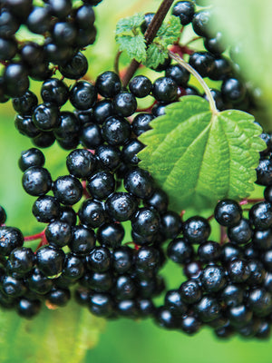Close-up of elderberry branch showcasing clusters of ripe dark purple berries with green leaves