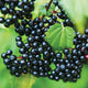 Close-up of elderberry branch showcasing clusters of ripe dark purple berries with green leaves