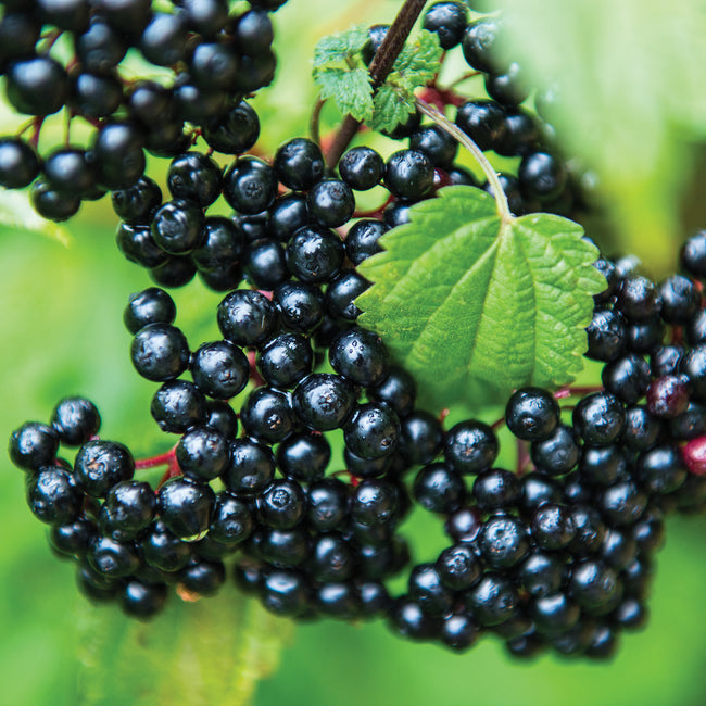 Close-up of elderberry branch showcasing clusters of ripe dark purple berries with green leaves