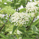 Close-up of elderberry plant showcasing white flower clusters and green leaves with blurred garden background