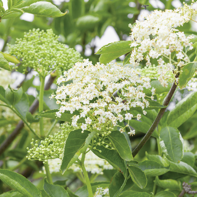 Close-up of elderberry plant showcasing white flower clusters and green leaves with blurred garden background