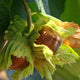 Close-up of hazelnut truffle tree branch showing ripe hazelnuts in frilly green husks against a blurred foliage background