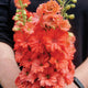 Close-up of Red Lark delphinium spike showing bright coral-red flowers against dark background