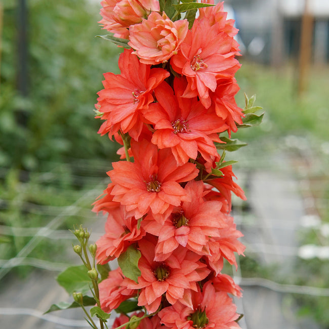 Front view of Red Lark delphinium showing coral-red flower spike against a blurred garden background