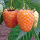 CASCADE GOLD-RASPBERRY