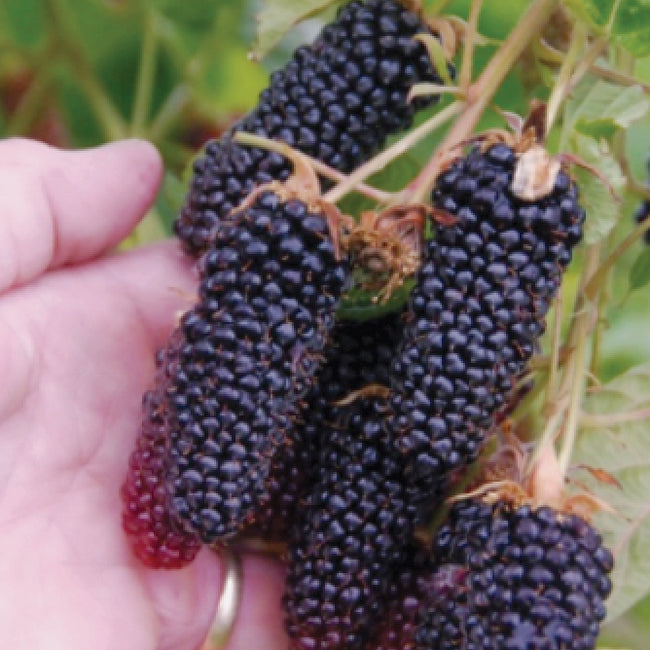 Hand holding a cluster of columbia giant blackberries with green leaves in the background