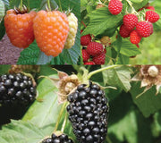 CANEBERRY COLLECTION-COLLECTION