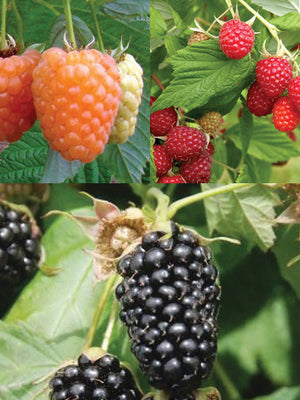 CANEBERRY COLLECTION-COLLECTION