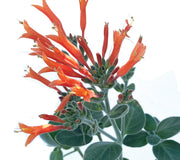TRUMPET HUMMINGBIRD-HUMMINGBIRD PLANT