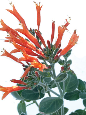 TRUMPET HUMMINGBIRD-HUMMINGBIRD PLANT