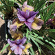 Top-down view of Purring Tiger iris showing purple petals with golden-yellow veining and surrounding green foliage