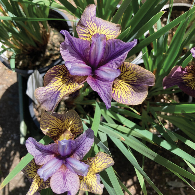 Top-down view of Purring Tiger iris showing purple petals with golden-yellow veining and surrounding green foliage