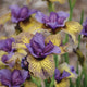 Close-up of Purring Tiger iris showing ruffled purple centers and yellow petals with dark purple veins against a blurred garden background