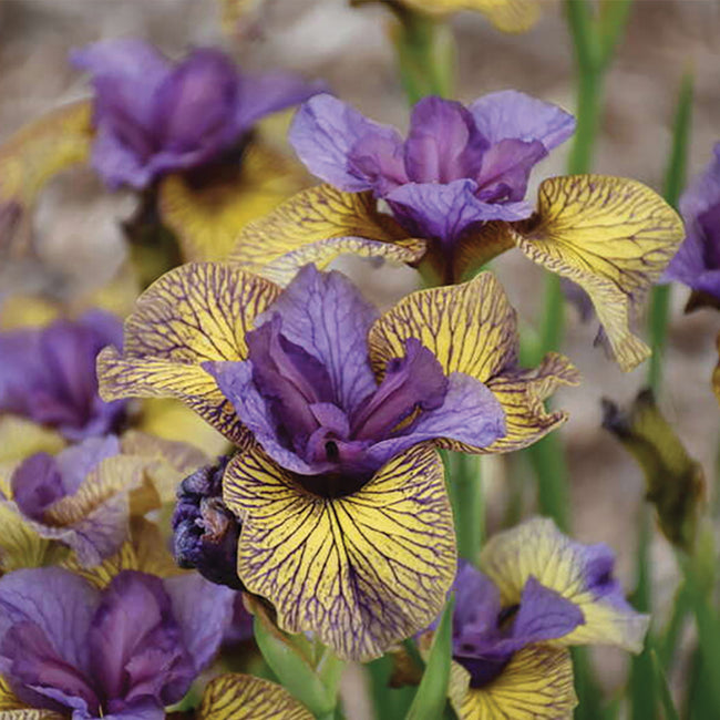 Close-up of Purring Tiger iris showing ruffled purple centers and yellow petals with dark purple veins against a blurred garden background