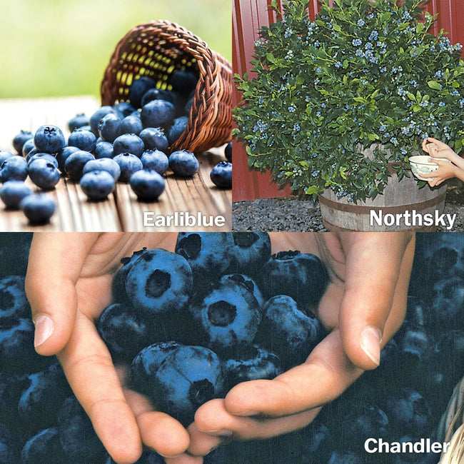 Close-up of Blueberry bundle of 18 plants showcasing ripe berries held in hands with a potted blueberry plant