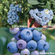 Close-up of Blueberry Bundle of 18 plants showcasing ripe blue berries and green foliage with blurred garden background