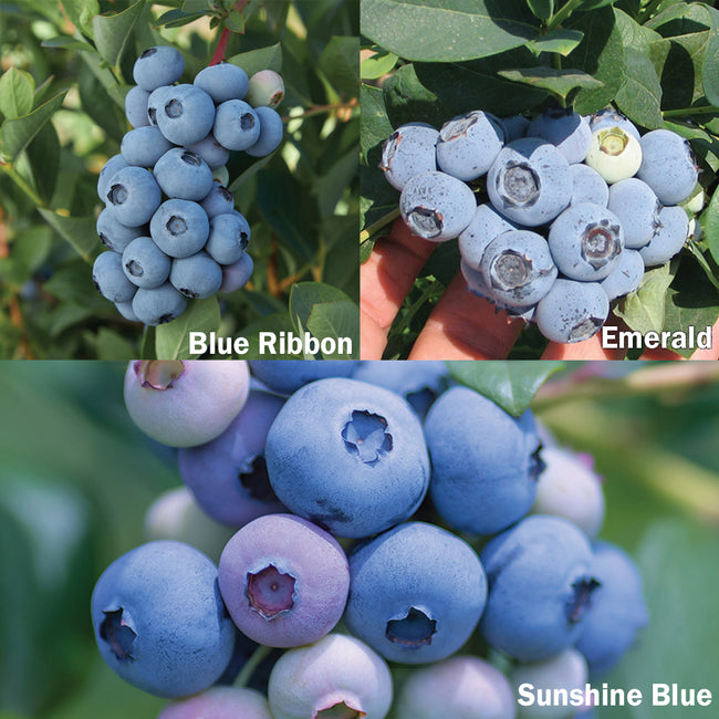 Close-up of Blueberry Bundle of 18 plants showcasing ripe blue berries and green foliage with blurred garden background