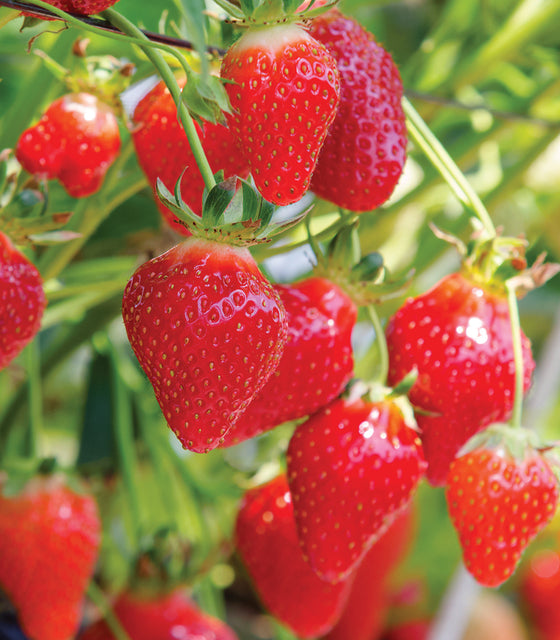 Close-up of Hood strawberry cluster showcasing glossy deep-red ripe berries hanging on plant with green blurred background