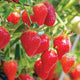 Close-up of Hood strawberry cluster showcasing glossy deep-red ripe berries hanging on plant with green blurred background