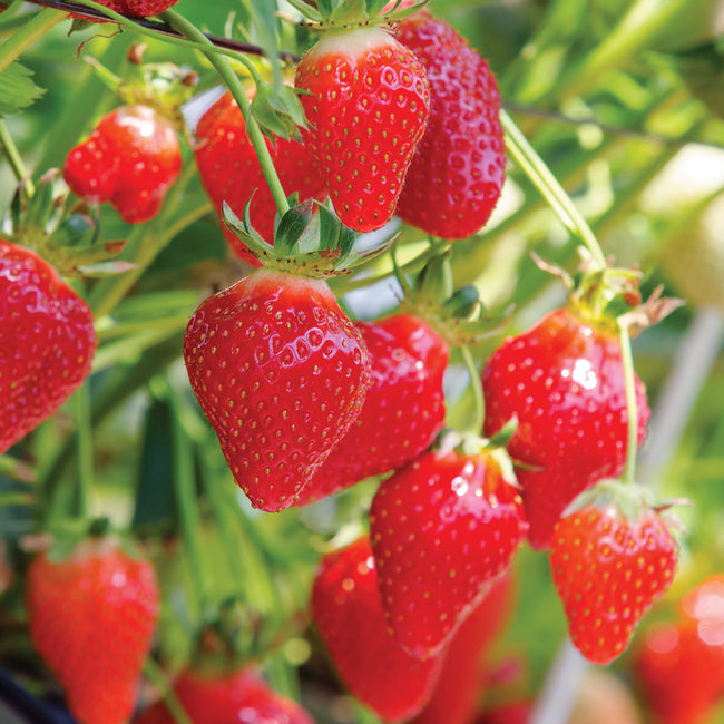 Close-up of Hood strawberry cluster showcasing glossy deep-red ripe berries hanging on plant with green blurred background