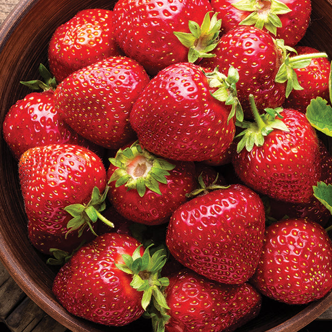 Close-up of Evie-2 strawberry fruit showcasing large glossy red berries with green caps in a wooden bowl