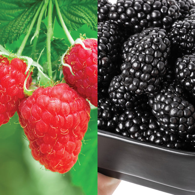 GIANT BERRY COMBO-MIX