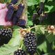 COLUMBIA COLLECTION-BLACKBERRY