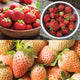 Close-up collage of strawberry plants showcasing ripe red berries and pale pineberries among green foliage