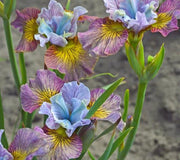 PAINTED WOMAN IRIS
