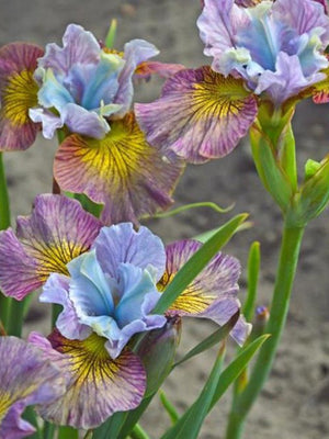 PAINTED WOMAN IRIS