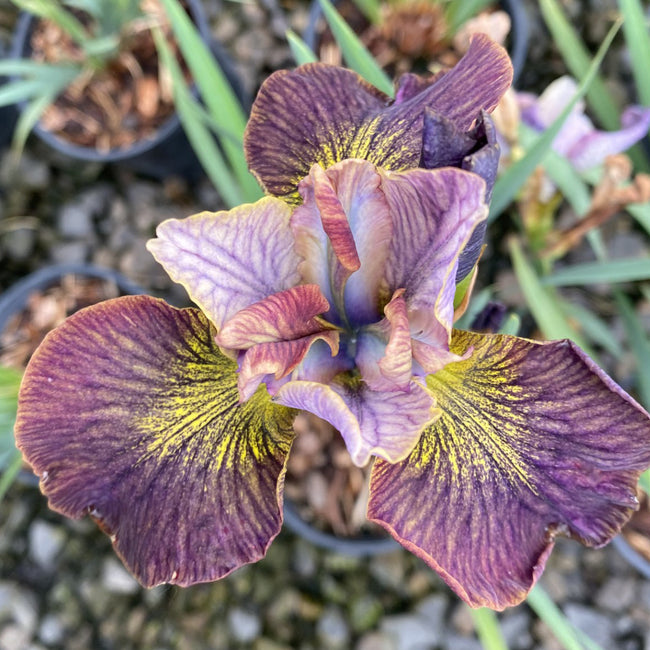 Top-down view of Painted Woman iris showing ruffled multicolored petals with yellow veining against nursery pots