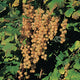 WHITE PEARL-CURRANT
