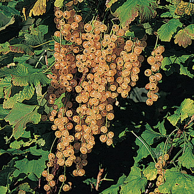 WHITE PEARL-CURRANT