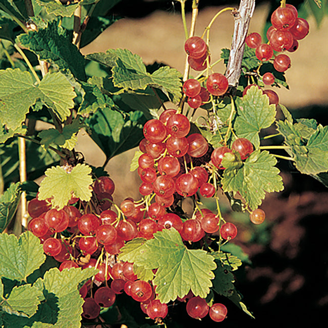 Close-up of Gloire des Sablons currant branches showing clusters of translucent rose-pink berries and lobed green leaves against a soft garden background