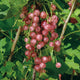 Close-up of Champagne currant branches with clusters of rosy-pink berries and green leaves
