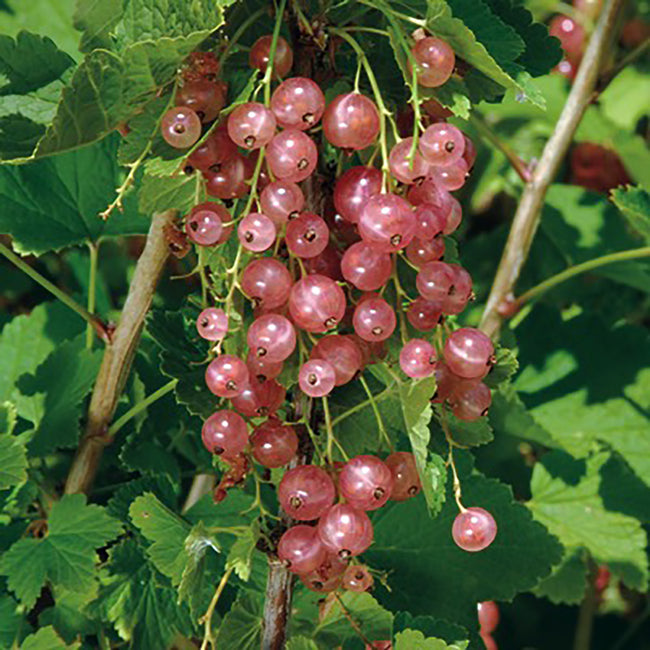Close-up of Champagne currant branches with clusters of rosy-pink berries and green leaves