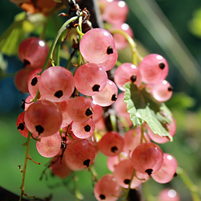 Close-up of Champagne currant clusters showing elongated rosy-pink berries against green foliage